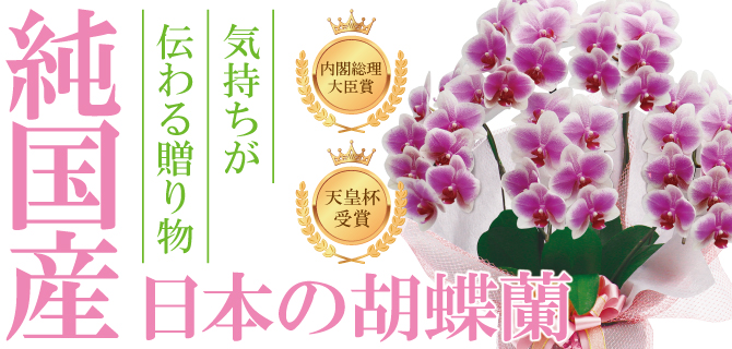 phalaenopsis_orchid-care